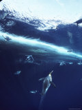 Emperor Penguins Swim Underwater in Search of Squid