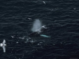 Humpback Whales Swim Near Cliffs Where Northern Gannets Roost