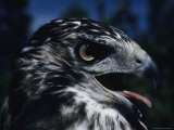 Red-Tailed Hawk Sticks Out Its Tongue