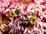 Golden Northern Bumble Bees, Bombus Fervidus, Feeding on Milkweed