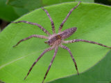 A Thin-Legged Wolf Spider, Pardosa Species, Hunting on a Leaf