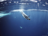 Emperor Penguins Swim Underwater in Search of Squid