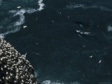 Humpback Whales Swim Near Cliffs Where Northern Gannets Roost
