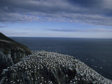 Flocks of Northern Gannets Roost on Cliffs Above the Atlantic Ocean