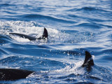 A Pair of Killer Whales Swimming Near the Continental Shelf