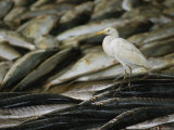 An Egret Stands Atop a Fishermans Fresh Catch