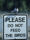 Arctic Tern on a Sign That Says Please Do Not Feed the Birds