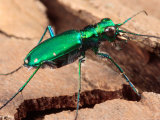 Portrait of a Six-Spotted Green Tiger Beetle, Cincindela Formosa/