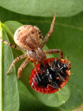 A Crab Spider, Thomisus Species, with Ladybug Prey in Its Grip