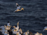 Flocks of Northern Gannets Roost on Cliffs Above the Atlantic Ocean