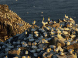 Flocks of Northern Gannets Roost on Cliffs Above the Atlantic Ocean