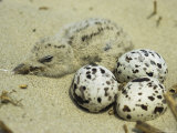A Black Skimmer Chick and a Trio of Eggs in a Sandy Nest