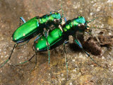Six-Spotted Green Tiger Beetle, Cincindela Formosa, in Embrace