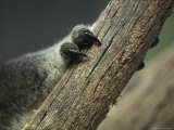 Close View of Koala Bear Claws Gripping a Wooden Post