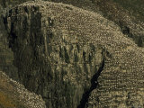 Flocks of Northern Gannets Roost on Cliffs Above the Atlantic Ocean