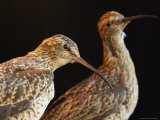 Extinct Eskimo Curlews in an Exhibit