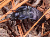 Close View of a Purple Ground Beetle, Chalosoma Claenius