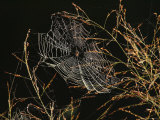 An Orb Weaving Spider Sitting in the Center of Its Web