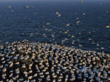 Flocks of Northern Gannets Roost on Cliffs Above the Atlantic Ocean
