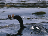 Buy A Cormorant Eats an Eel in a Kelp Bed at AllPosters.com