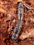 A Pair of Eyed Click Beetles, Alaus Oculatus, Mating