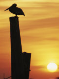 A Silhouetted Brown Pelican Perches on a Post at Sunset