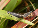 A Pair of Blister Beetles, Epicauta Species, Mating