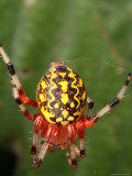 A Marbled Orb Weaver Spider, Araneus Marmoueus, in Its Web