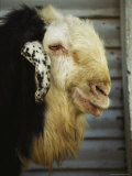 A Portrait of a Domestic Goat