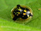 A Tortoise Beetle, Deloyata Clavata, in a Threatened Posture on Leaf