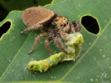 A Jumping Spider, Phidippus Species, Feeding on a Caterpillar