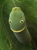 A Tiger Swallowtail Caterpillar Building a Cocoon in a Sassafras Leaf