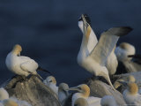 A Pair of Northern Gannets on Cliffs Above the Atlantic Ocean