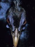 A Close View of the Head of a Species of Bornean Pheasant