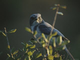 A Florida Scrub Jay Perches on a Tree Branch