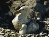 A Giant Petrel and Its Chick Sit in Their Nest