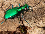 A Six-Spotted Green Tiger Beetle, Cincindela Formosa, Hunting