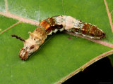 A Red-Spotted Purple Butterfly Caterpillar on a Leaf