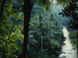 Agung River Cuts Through Desnse Jungle and Palm Trees