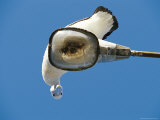 An Australian Pelican Peers Down from a Lamppost