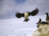 A Double-Crested Cormorant Flies to Its Nest of Waiting Chicks