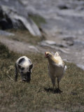 A Pig and Chicken Walk on the Slope of a Hill