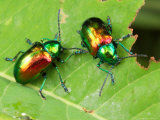 A Dogbane Leaf Beetle, Chryschus Cobaltinus, Eating Dogbane Leaf