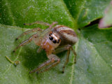 Portrait of a Dimorphic Jumping Spider, Maevia Inclemens