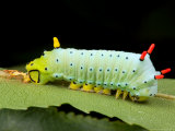 Portrait of a Promethia Moth Caterpillar, Callosamia Promethia