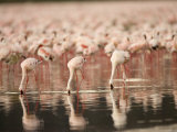Buy A Flock of Lesser Flamingos Feed in Lake Nakuru (Phoeniconaias Minor) at AllPosters.com