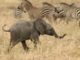 A Baby African Elephant Trots Past a Zebra Herd (Loxodonta Africana)