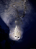 The Face of a Manatee in the Wild in the Homosassa River