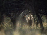 White Rhinoceros, Hluhluwe National Park, South Africa