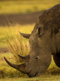 Southern White Rhino Eating Grass. Cerathotherium Simum Simum
